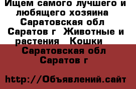 Ищем самого лучшего и любящего хозяина - Саратовская обл., Саратов г. Животные и растения » Кошки   . Саратовская обл.,Саратов г.